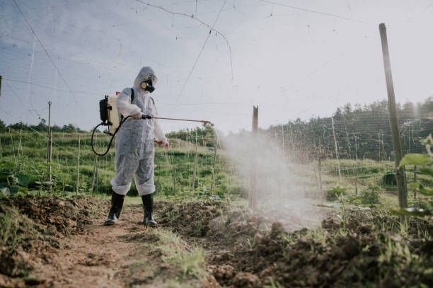 Best Ant Control Services  in Hollymead, VA