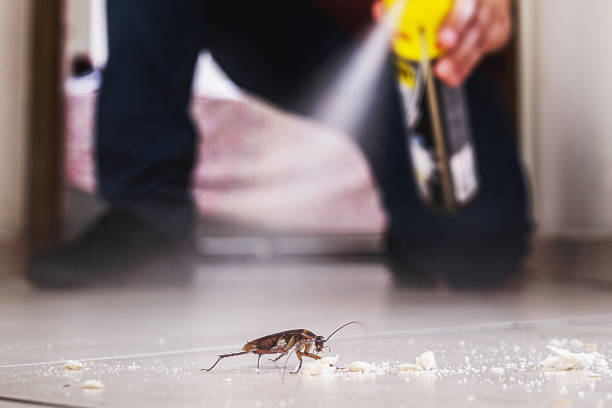 Insect Control in Hollymead, VA
