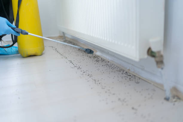 Best Local Pest Control Services  in Hollymead, VA