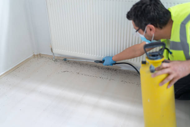 Best Wasp Removal Services  in Hollymead, VA
