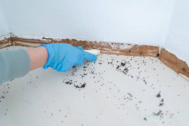 Best Commercial Pest Control Services  in Hollymead, VA
