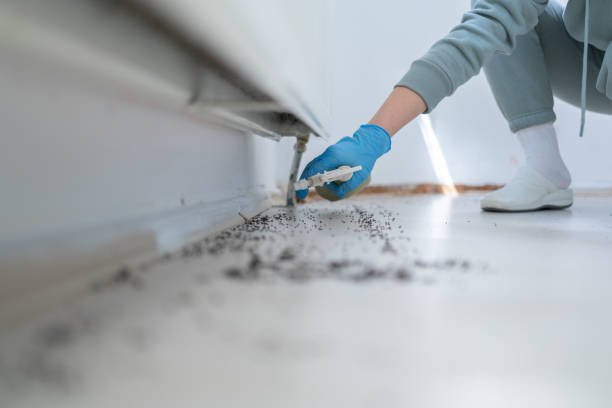 Best Exterminator Services  in Hollymead, VA