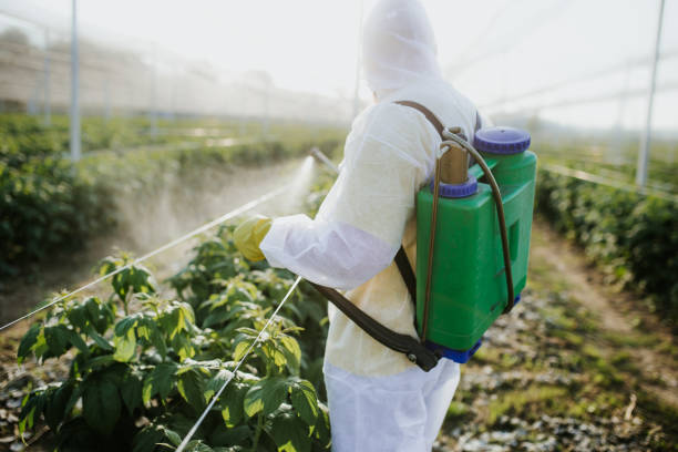 Best Wasp Removal Services  in Hollymead, VA